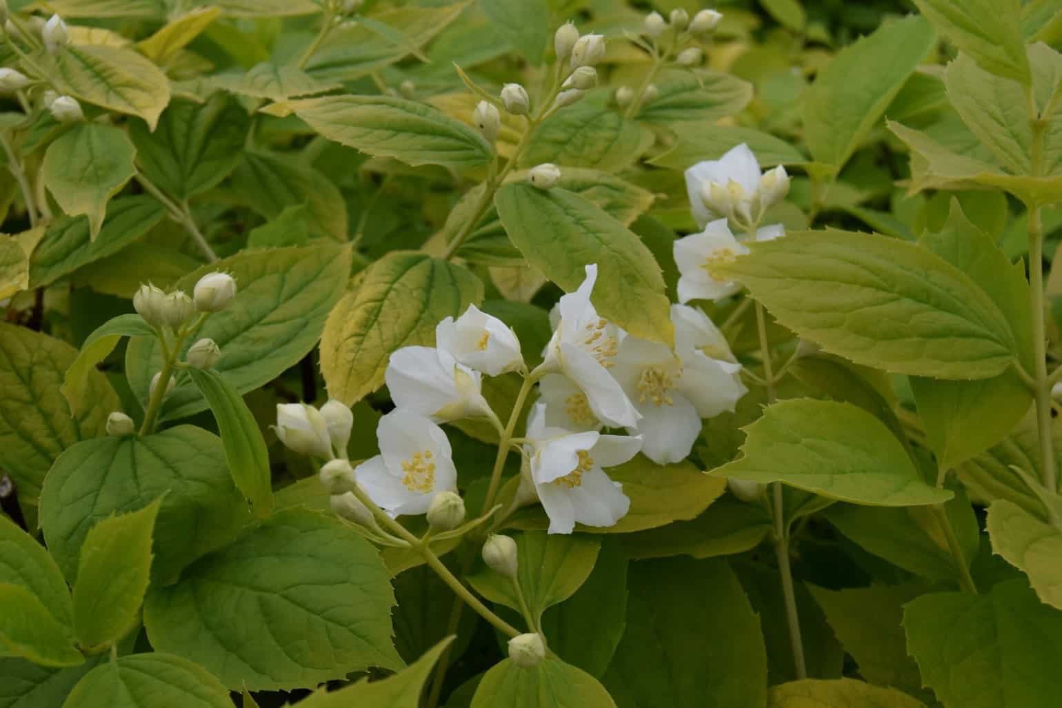 Philadelphus coronarius 'Aureus'